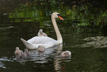 Mute swan baby