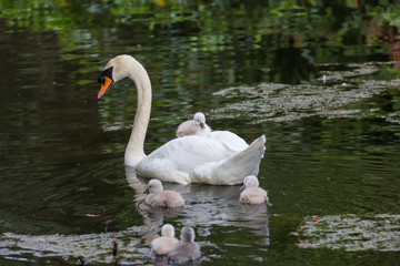 Mute swan baby