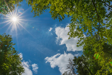 Obraz premium Sonnenstrahlen im Wald - Sommer Hintergrund