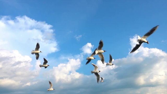 A flock of seagulls flies against the beautiful cloudy sky, slow motion, Catch in flight food