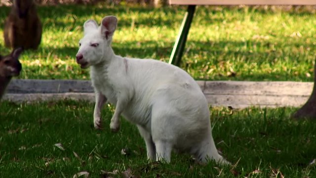 Albino Wallaby on a Lawn in Port Macquarie, Australia