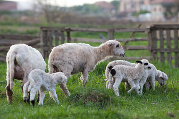 cute little lambs playing in green spring meadow