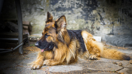 Adult German Shepherd in a portrait photo. A large dog lies peacefully on a concrete cube. Small depth of field.