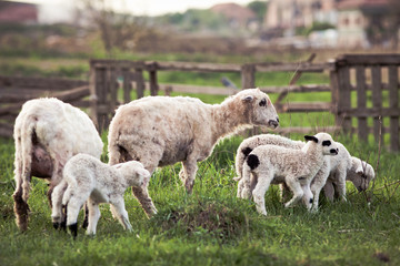 Naklejka na ściany i meble cute little lambs playing in green spring meadow