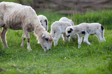 cute little lambs playing in green spring meadow