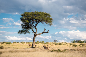 Antelopes under acacia tee - Namibia, Southern Africa