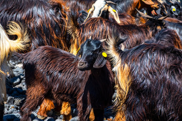 Fototapeta premium Ziegenbad - Eine alte Tradition der Guanchen wird in Puerto de la Cruz weitergeführt.