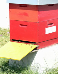 Bienenstock
