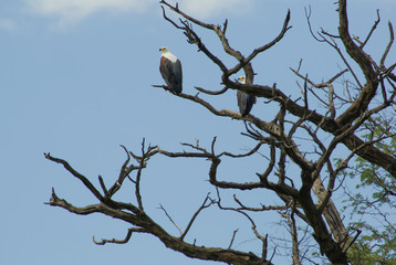 Two eagles on tree - Namibia, Southern Africa