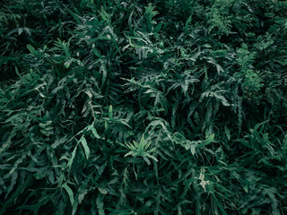 Beautiful nature background of vertical garden with tropical green leaf