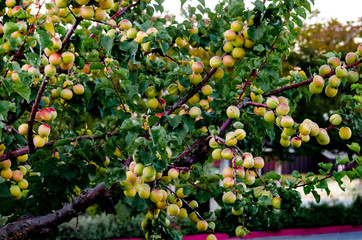 Fototapeta na wymiar Summer Apricot fruits on tree