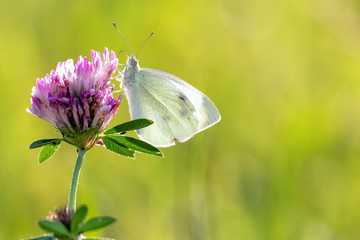 Zitronenfalter auf Blume im abendlichen Licht