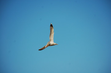 seagull