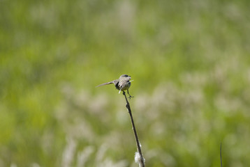 Sedge warbler on a reeds at Svartsjö Dämme, Ekeröm, Stockholm