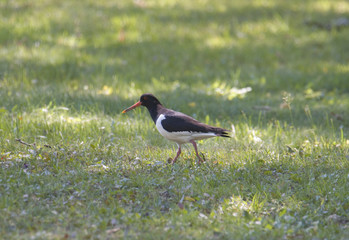 Oyster catcher at Drottningholm, Stockholm