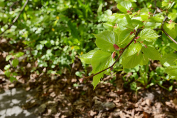 New green leaves open on a lime tree