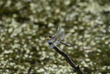 Dragon fly at a pond in Drottningholm , Stockholm