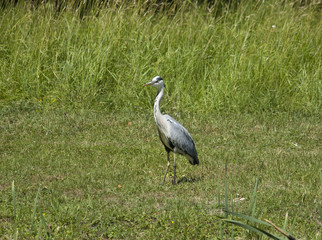 Heron at a pond in Drottningholm, Stockholm