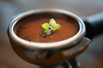 Coffe sprout in coffe maker