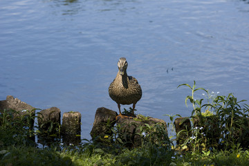 Female Mallard at a pond in Drottningholm, Stockholm