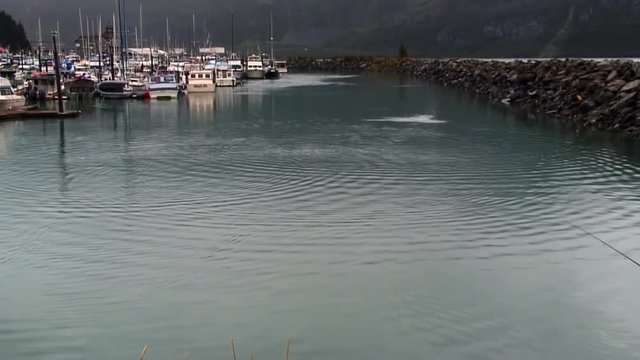 Wide Shot Of Fish Jumping In Channel