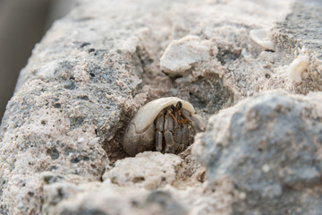 Kleiner Krebs in Muschel in Stein 1