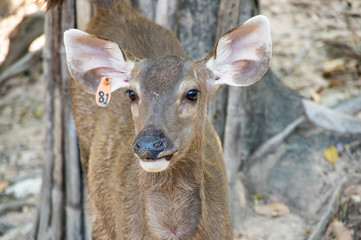 Khao Kheow Open Zoo in Pattaya