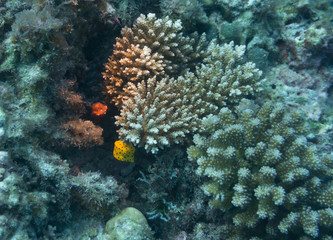 Naklejka na ściany i meble Gelber Baby Kofferfisch zwischen Korallen
