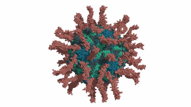 Poliovirus, rotating space-filling model of a virus particle bound to Pvr/CD155 cell surface receptors. Seamless loop