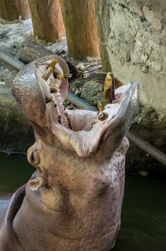 Khao Kheow Open Zoo in Pattaya