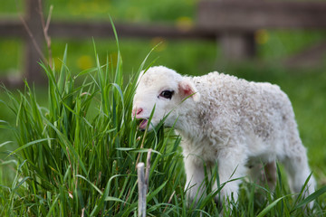 Obraz premium portrait of cute little lamb grazing in green spring meadow