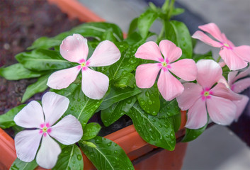 Pink catharanthus flower in a pot.
