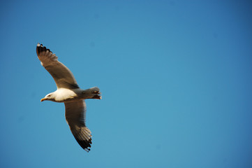 seagull