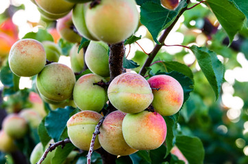Summer Apricot fruits on tree