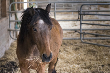 Naklejka premium Cheval à l'étable