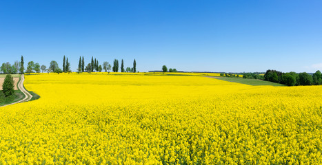 Ländliche Frühlingslandschaft mit blühendem Raps 