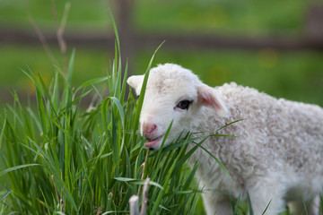 portrait of cute little lamb grazing in green spring meadow