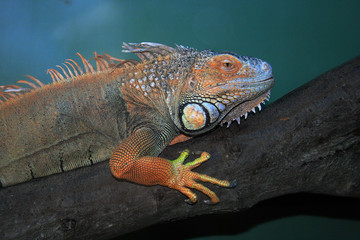 iguana