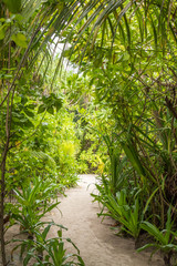 Schmaler Sandweg durch dichte tropische Vegetation querformat
