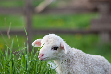 Naklejka premium portrait of cute little lamb grazing in green spring meadow