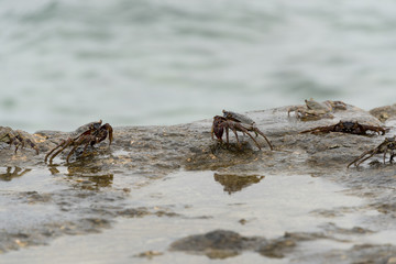 Rivalisierende Krabben auf nasser steinmauer mit wellen und meer im hintergrund