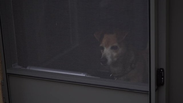 Cute dog wants to go outside.