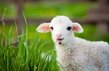 Obraz premium portrait of cute little lamb grazing in green spring meadow