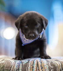 Puppy staring with blue background
