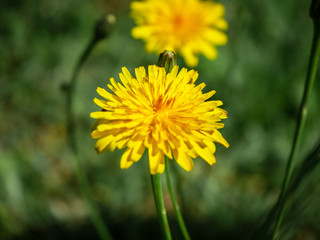 yellow dandelion close-up, macro