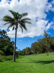 Obraz premium Palm tree in park, sky with beautiful clouds on backgound