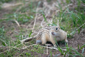 Naklejka na ściany i meble The thirteen lined ground squirel (Ictidomys tridecemlineatus) is known as the striped gopher, lopard ground squirrel, squinney and the leopard-spermophile and is a ground squirrel.