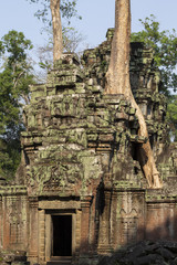 Naklejka premium Ancient stone ruin in Angkor Wat temple. Tropical tree growing from temple. Khmer kingdom heritage ruin in jungle.