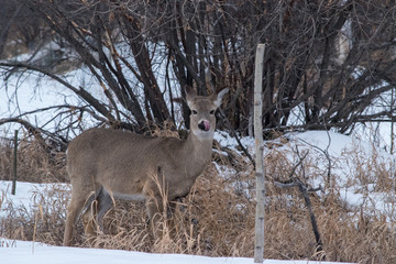 White Tailed Deer (Odocoileus Virginianus), Inglewood Bird Santucary, Calgary, Alberta, Canada. © royalkangas