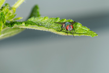 fly on a flower